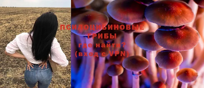 Галлюциногенные грибы Cubensis  Кимовск 